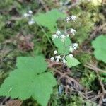 Tiarella trifoliata Квітка