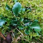 Saxifraga spathularis Fuelha