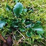 Saxifraga spathularis Blatt