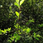 Malus coronaria Leaf