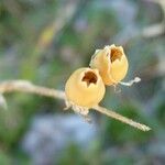 Silene italica Fruit