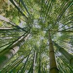 Phyllostachys reticulata Corteza