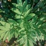 Sambucus ebulus 葉