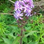 Lactuca alpina Flor