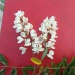 Robinia viscosa പുഷ്പം