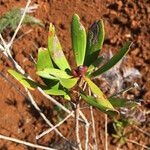 Melaleuca pancheri 葉