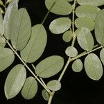 Coursetia caribaea Leaf