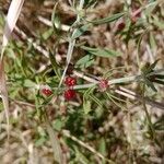 Pollichia campestris Кветка