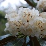 Rhododendron arizelum Flower