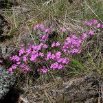 Phlox speciosa Hábito