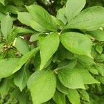 Pourthiaea villosa Blatt