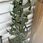 Lactuca biennis Leaf