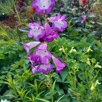 Penstemon hartwegii Habitat