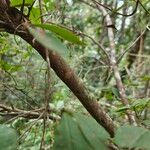 Rhododendron viscosum പുറംതൊലി