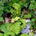 Aposeris foetida Hábito