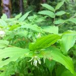 Prosartes hookeri Habit