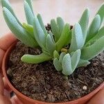 Cheiridopsis denticulata Hoja