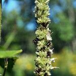 Agastache scrophulariifolia Цвят