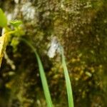 Bulbophyllum occultum പുഷ്പം