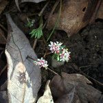 Erigenia bulbosa Λουλούδι