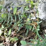Pellaea atropurpurea Hábito