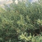 Adenocarpus hispanicus Φύλλο