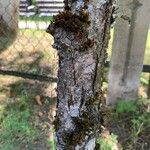 Crataegus coccinea Bark