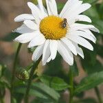 Leucanthemum lacustre 花