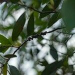 Melaleuca quinquenervia Gyümölcs