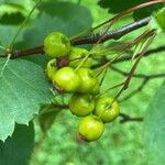 Crataegus douglasii Frucht