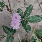 Mimosa pudica Virág