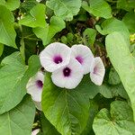 Ipomoea tiliacea 花