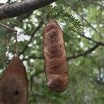 Albizia brevifolia Плод