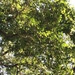 Quercus virginiana Deilen