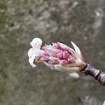 Viburnum × bodnantense Kwiat