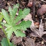 Malope trifida Leaf