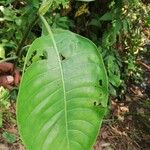 Psychotria djumaensis Leaf