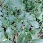 Trichilia elegans Leaf