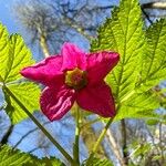 Rubus spectabilis Blomma