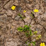 Ranunculus sardous 葉