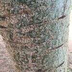 Commiphora glandulosa बार्क (छाल)