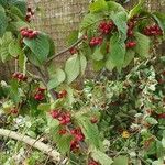 Cotoneaster bullatus 葉