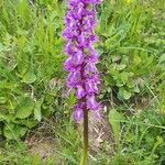 Orchis masculaFlower