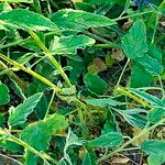 Sphaeralcea angustifolia Hoja