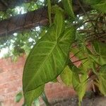 Syngonium podophyllumLeaf