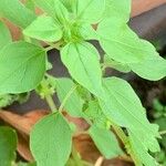 Parietaria floridana Hoja