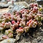 Sedum andegavense 花