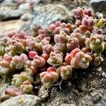 Sedum andegavense Kvet