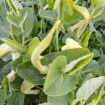 Aristolochia fontanesii Likasa