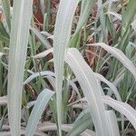 Echinochloa pyramidalis Blad